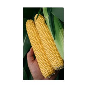 STARSHINE F1 CSEMEGEKUKORICA 