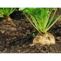 GAZDASÁGI NÖVÉNYEK 