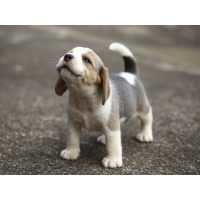 KÖLYÖK/JUNIOR ELEDELEK