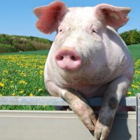 SÜLDŐ/HÍZÓ TAKARMÁNYOK